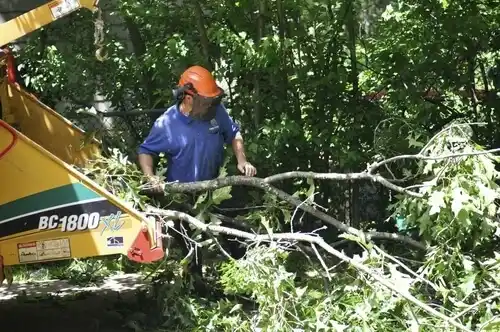 tree services Tijeras